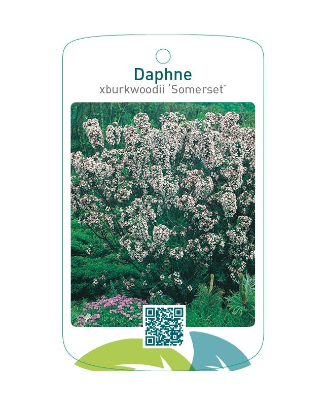Daphne xburkwoodii ‘Somerset’
