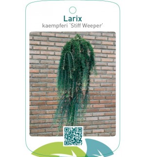 Larix kaempferi ‘Stiff Weeper’
