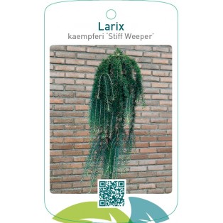 Larix kaempferi ‘Stiff Weeper’