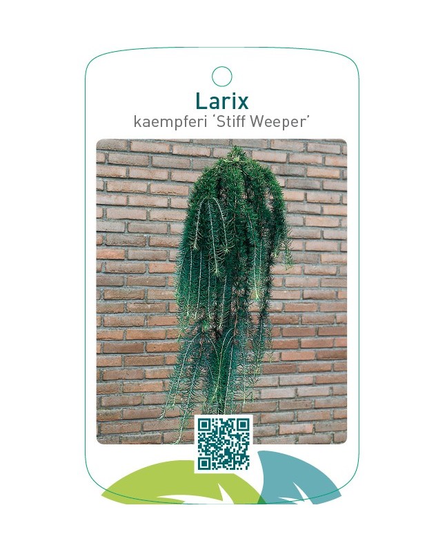 Larix kaempferi ‘Stiff Weeper’