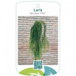 Larix decidua ‘Puli’
