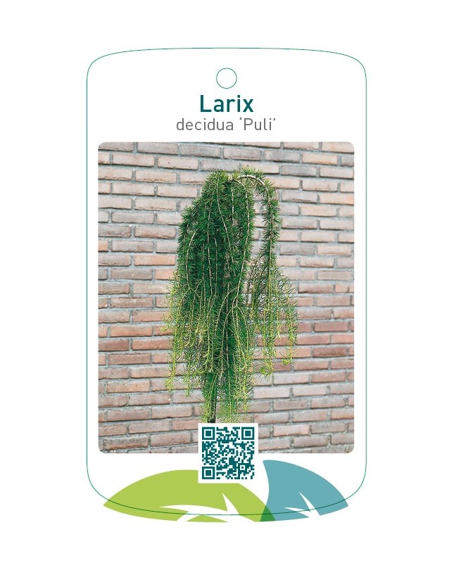 Larix decidua ‘Puli’