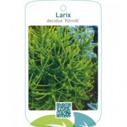 Larix decidua ‘Kórnik’