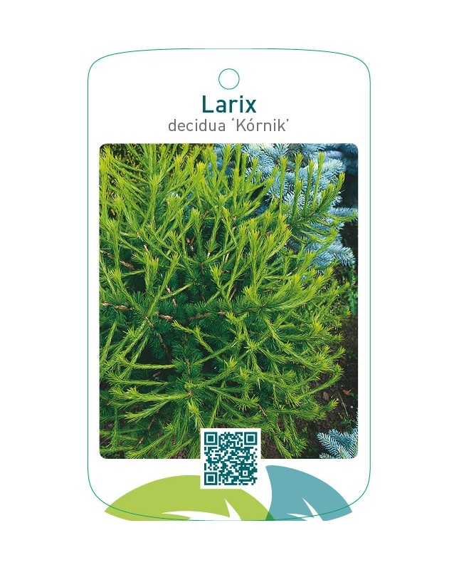 Larix decidua ‘Kórnik’