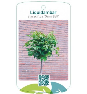 Liquidambar styraciflua ‘Gum Ball’