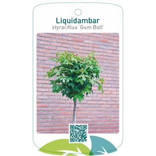 Liquidambar styraciflua ‘Gum Ball’