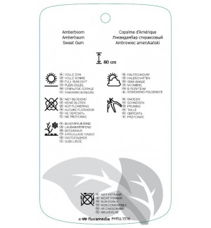Etichette di Liquidambar styraciflua ‘Gum Ball’ *