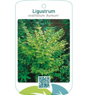 Ligustrum ovalifolium ‘Aureum’