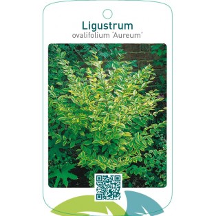 Ligustrum ovalifolium ‘Aureum’