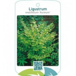 Ligustrum ovalifolium ‘Aureum’