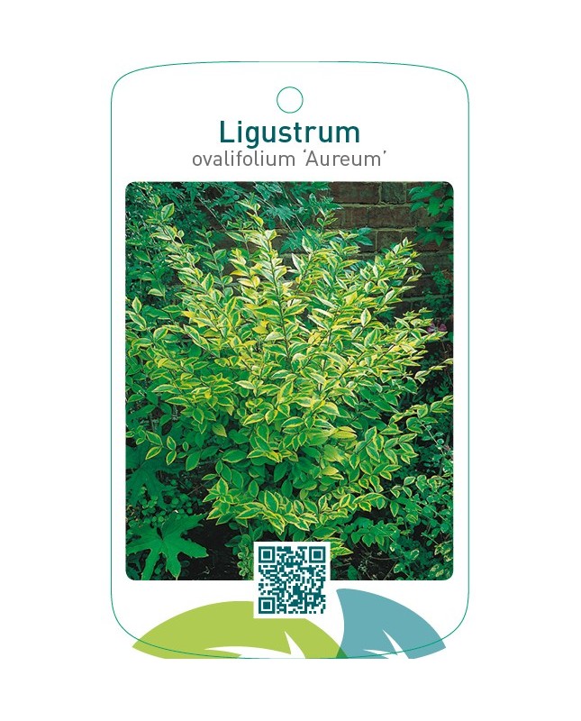Ligustrum ovalifolium ‘Aureum’