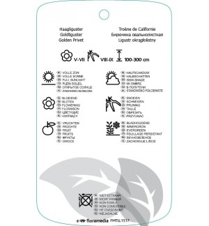 Etichette di Ligustrum ovalifolium ‘Aureum’ *