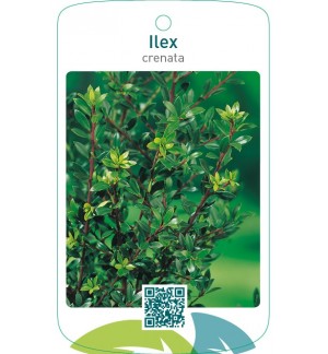 Ilex crenata