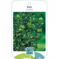 Ilex crenata