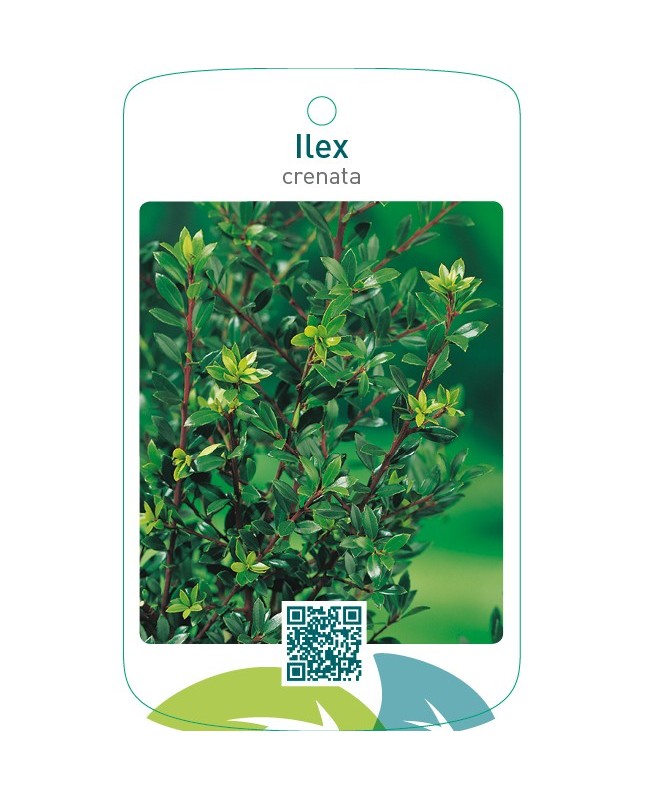 Ilex crenata