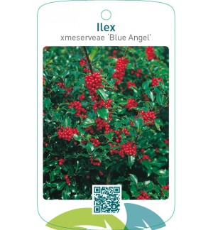 Ilex xmeserveae ‘Blue Angel’