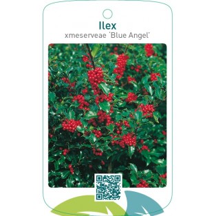 Ilex xmeserveae ‘Blue Angel’