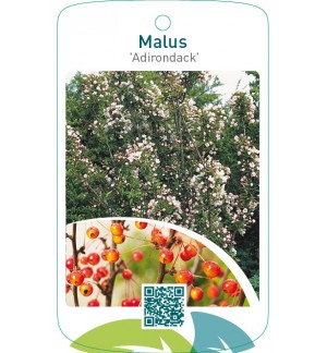 Malus ‘Adirondack’