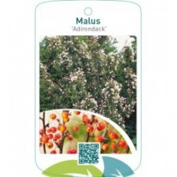 Malus ‘Adirondack’