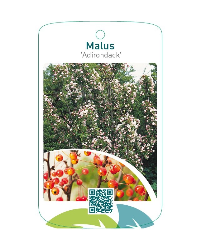 Malus ‘Adirondack’