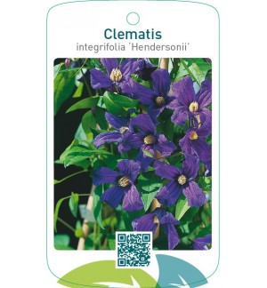 Clematis [Integrifolia Group] ‘Hendersonii’