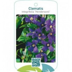 Clematis [Integrifolia Group] ‘Hendersonii’