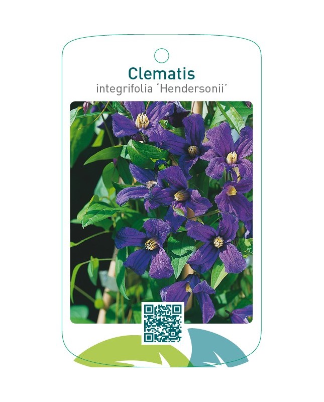 Clematis [Integrifolia Group] ‘Hendersonii’