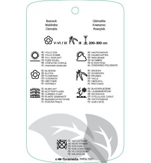 Etichette di Clematis [Integrifolia Group] ‘Hendirsonii’ *