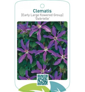 Clematis [Early Large flowered Group] ‘Gabrielle’