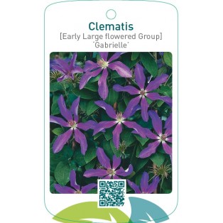 Clematis [Early Large flowered Group] ‘Gabrielle’