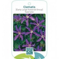 Clematis [Early Large flowered Group] ‘Gabrielle’