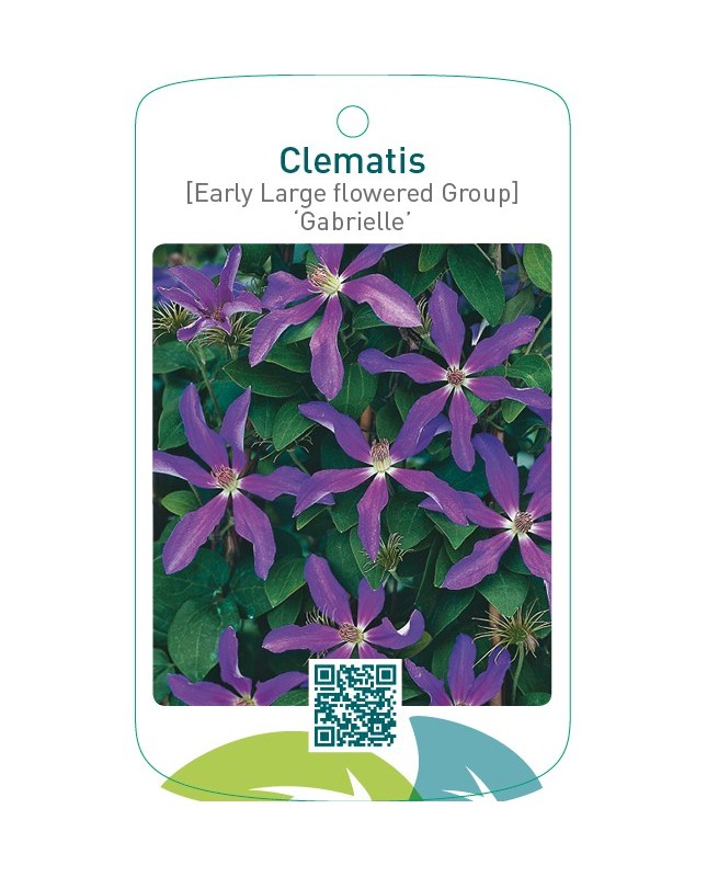 Clematis [Early Large flowered Group] ‘Gabrielle’