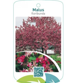 Malus floribunda