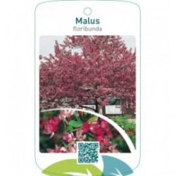 Malus floribunda