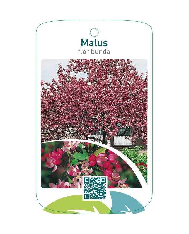 Malus floribunda