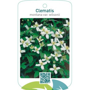 Clematis montana var. wilsonii