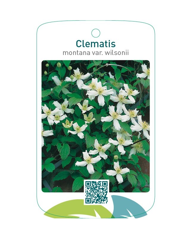 Clematis montana var. wilsonii