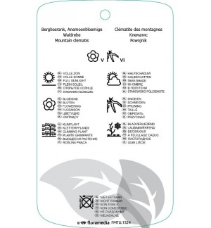 Etichette di Clematis montana var. wilsonii *