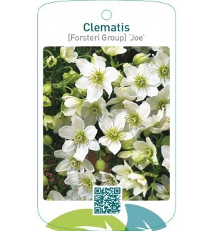 Clematis [Forsteri Group] ‘Joe’