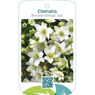 Clematis [Forsteri Group] ‘Joe’