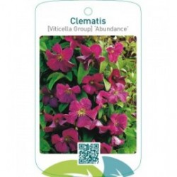 Clematis [Viticella Group] ‘Abundance’