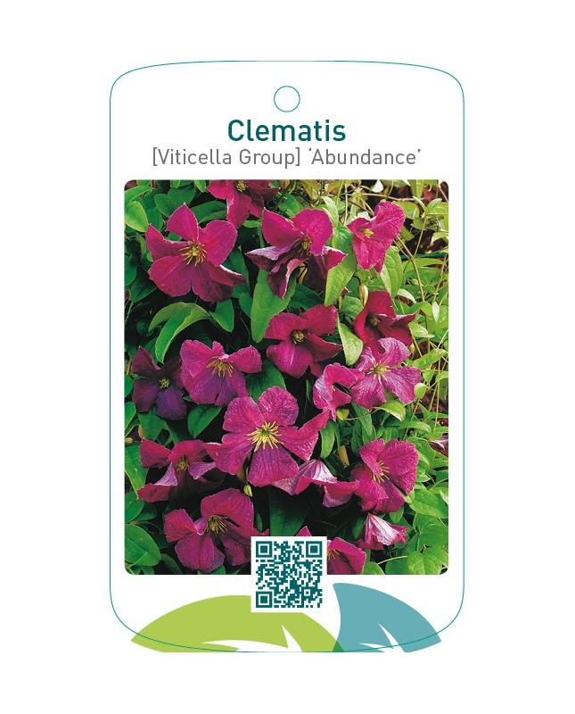 Clematis [Viticella Group] ‘Abundance’