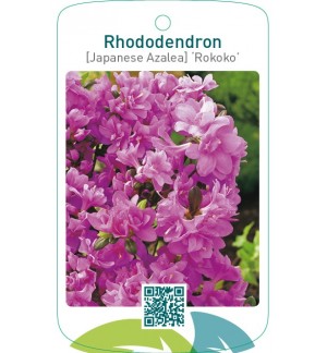 Rhododendron [Japanese Azalea] ‘Rokoko’