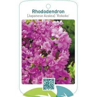 Rhododendron [Japanese Azalea] ‘Rokoko’