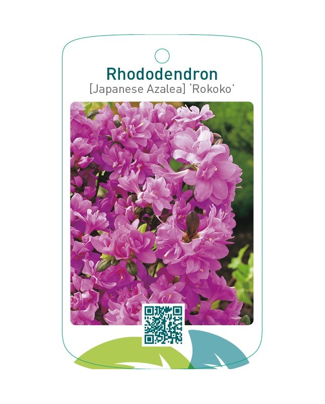 Rhododendron [Japanese Azalea] ‘Rokoko’