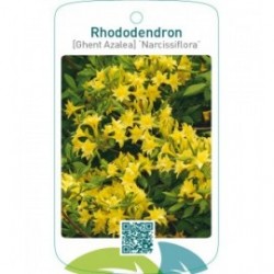Rhododendron [Ghent Azalea] ‘Narcissiflora’