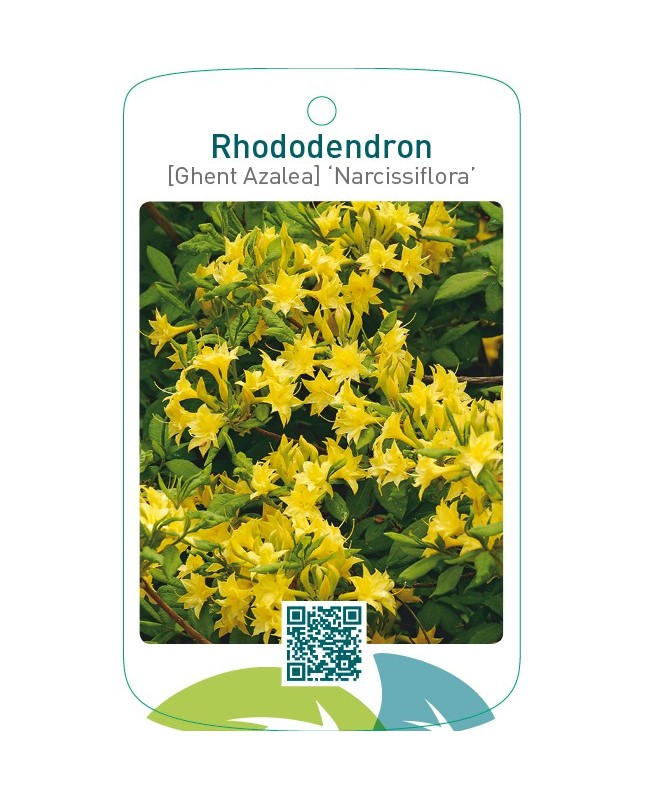 Rhododendron [Ghent Azalea] ‘Narcissiflora’