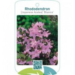 Rhododendron [Japanese Azalea] ‘Blanice’
