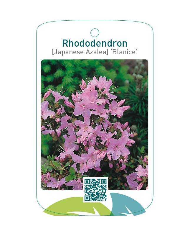 Rhododendron [Japanese Azalea] ‘Blanice’