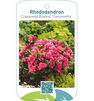 Rhododendron [Japanese Azalea] ‘Canzonetta’